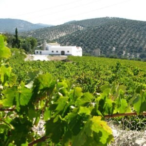 bodegas-lagar-blanco